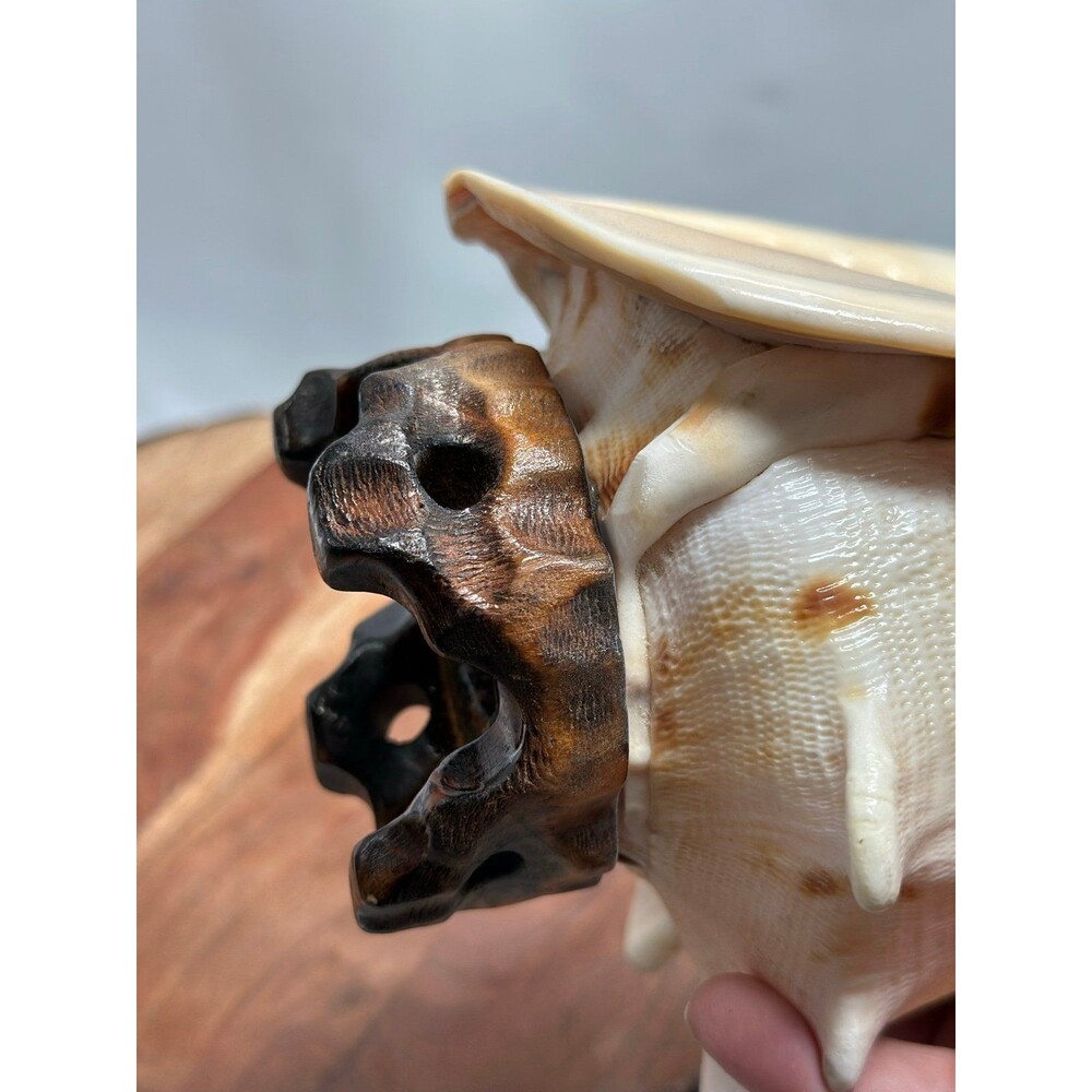 Horned Queen Helmet Conch Shell Attached To Handmade Base - Picture 4 of 6